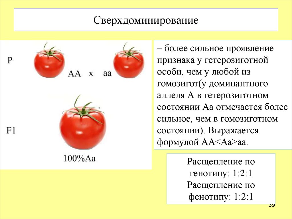 Скрестили растения томатов. Сверхдоминирование схема скрещивания. Сверхдоминирование генетика. Сверхдоминирование фенотип. Сверхдоминирование примеры.