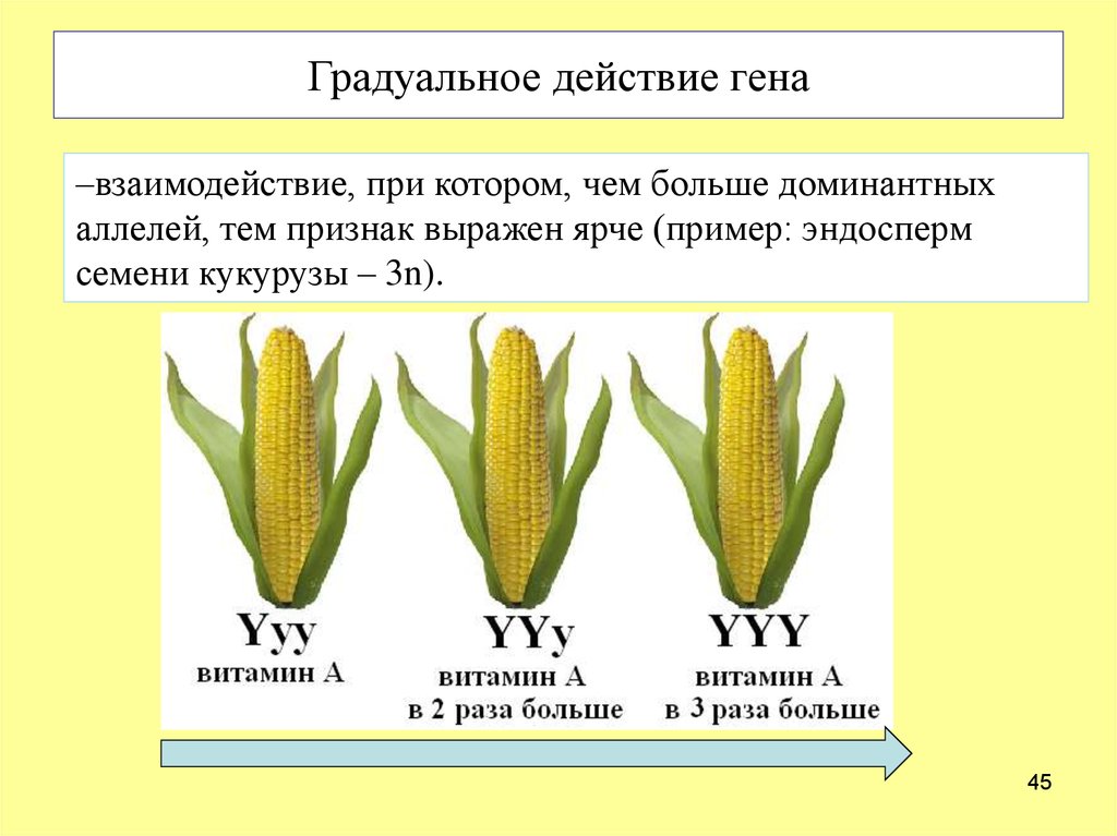Действие гена. Градуальное действие генов. Градуальное действие Гена. Градуальность примеры. Градуальное действие генов примеры.