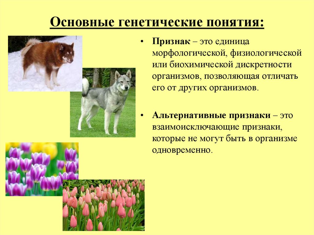 Генетик основной понятие. Основные генетические понятия. Признак в генетике это. Альтернативные признаки в генетике. Основные признаки генетики.