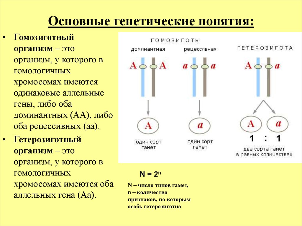 Генотипе доминантного гомозиготного организма. Аллельные гены схема. Основные понятия генетики. Аллельные гены доминантные и рецессивные. Генетика основные понятия.