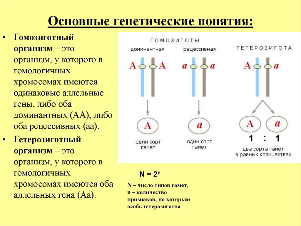 Доминирующая хромосома. Аллельные гены схема. Основные понятия генетики. Основные генетические понятия. Основные термины генетики.