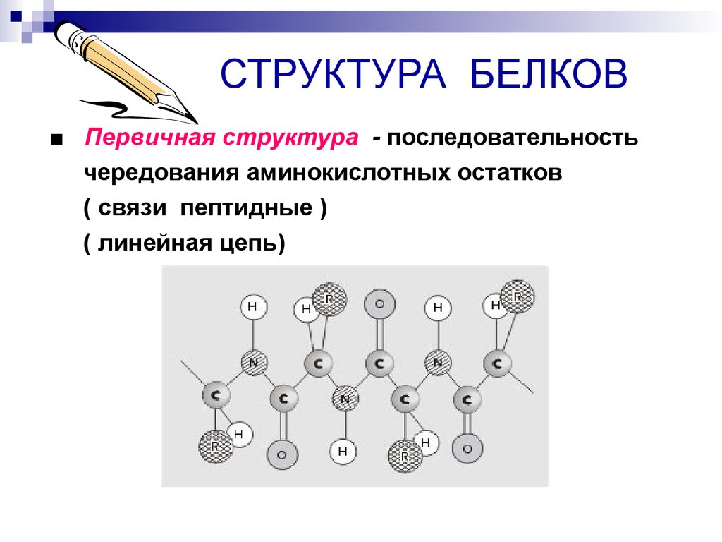 Первичная структура связи. Первичная структура белка линейная структура. Первичная структура линейная связь пептидная. Структура белка первичная порядок чередования.