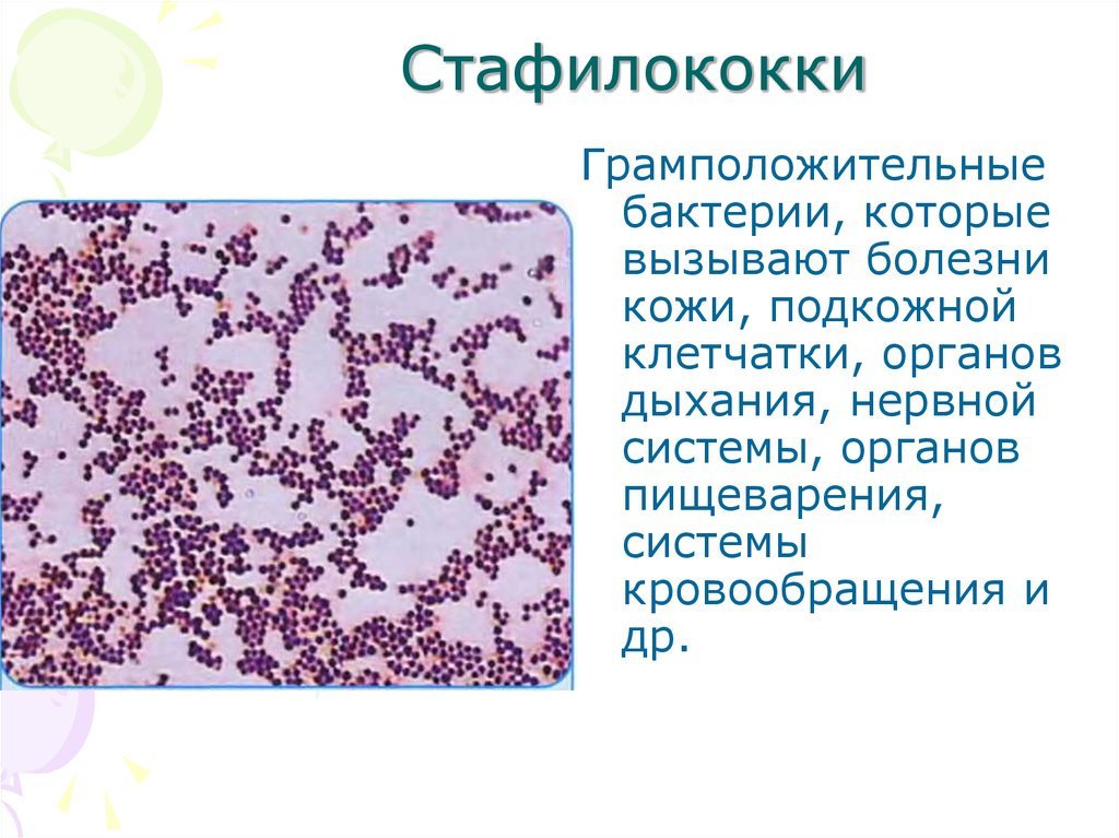 Бактерии staphylococcus aureus. Грамположительные кокки. Стафилококки.. Золотистый стафилококк по Граму. Золотистый стафилококк грамположительный. Золотистый стафилококк таксономия.