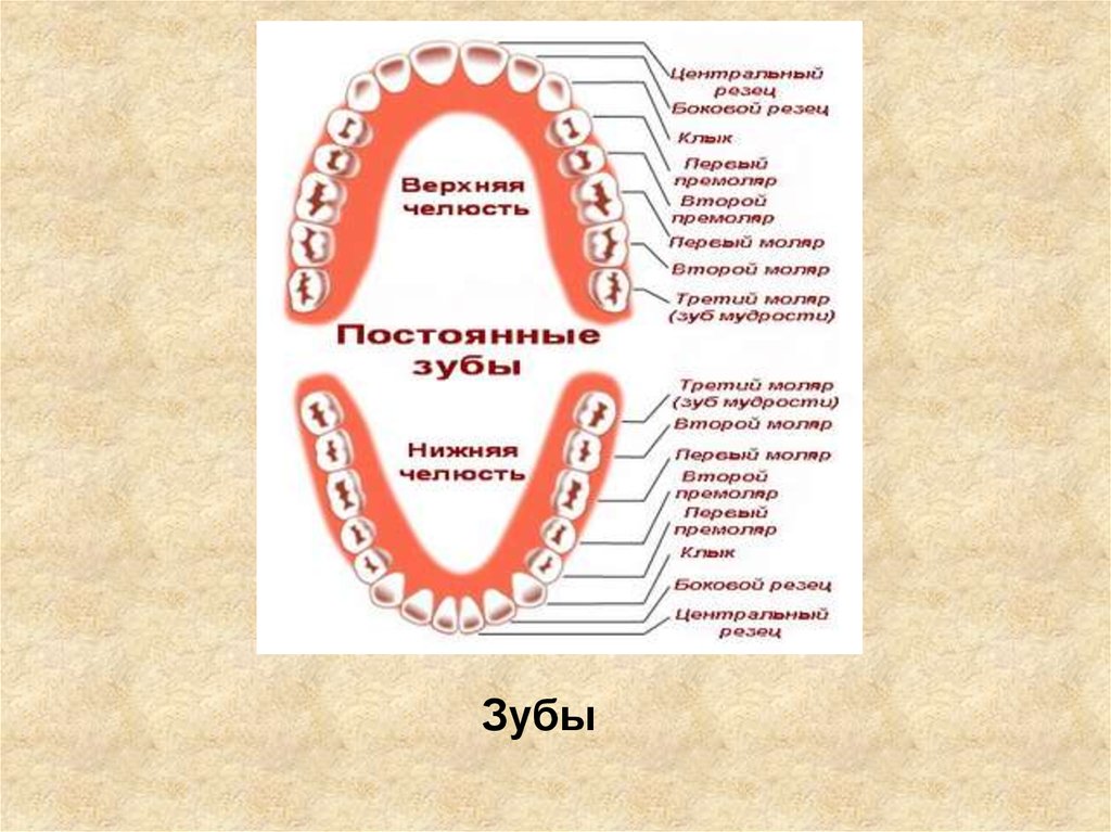 Номер каждого зуба