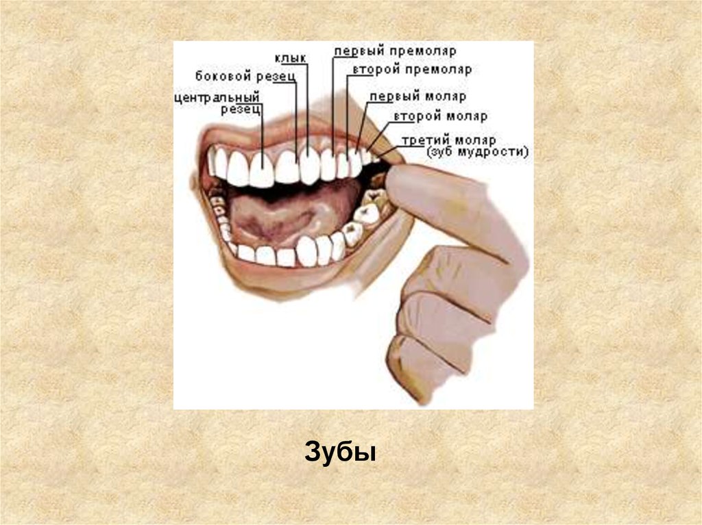 32 зуба. Слово зуб.