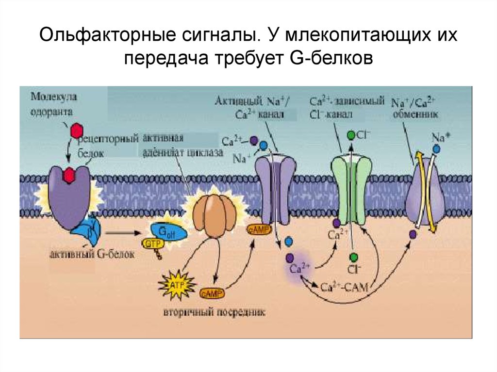 Ольфакторный. Системы трансдукции сигнала. Трансдукция обонятельного сигнала. Ольфакторное. Ольфакторный это.