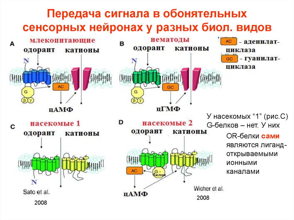 Общая схема трансдукции сигнала