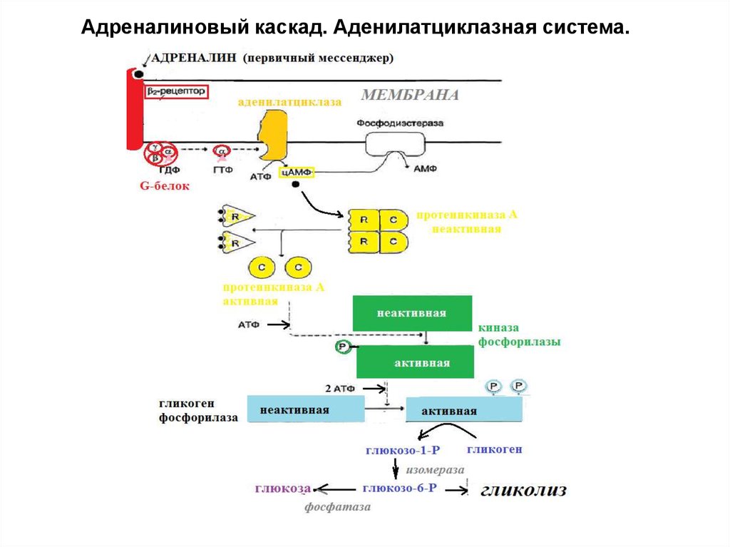 Фермент адреналина. Механизм действия адреналина биохимия схема. Аденилатциклазная система биохимия схема. Аденилатциклазная система передачи сигнала. Аденилатциклазная система биохимия гормоны.