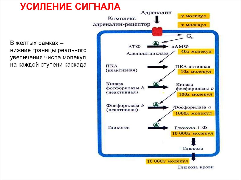 Механизм сигналов. Каскадный механизм усиления сигнала. Каскадное усиление гормонального сигнала. Каскадный механизм усиления сигнала физиология. Системы трансдукции сигнала.