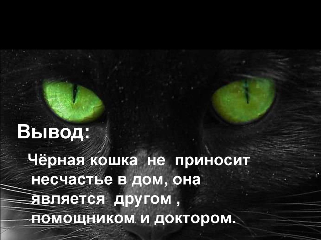 Это приносит несчастье. Цитаты про черную кошку. Черная кошка к несчастью. Чёрные кошки приносят счастье в дом. Фразы про черного кота и удачу.