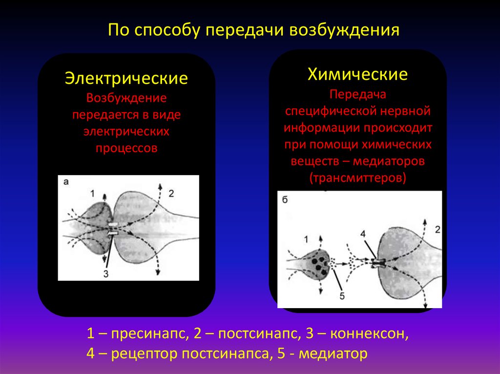 Передача возбуждения. Синапсы с электрической и химической передачей возбуждения. Путь передачи возбуждения в центр обработки информации:. Передача возбуждения в электрическом синапсе. Пути передачи возбуждения.