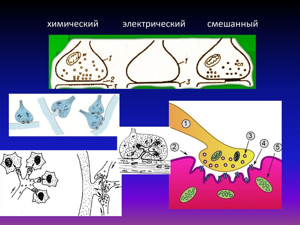 Синапс химический электрический смешанный. Смешанные синапсы. Химические и смешанные синапсы. Синапсы химические электрические смешан.