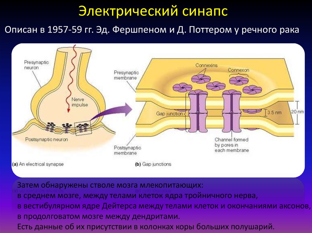 Химические и электрические синапсы. Электрические синапсы эфапсы. Строение электрического синапса. Схема электрического синапса. Химический синапс и электрический синапс.