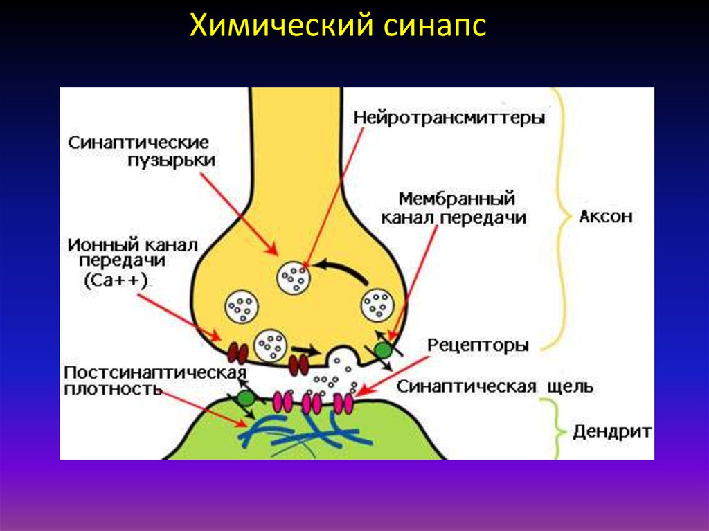 Схема строения синапса