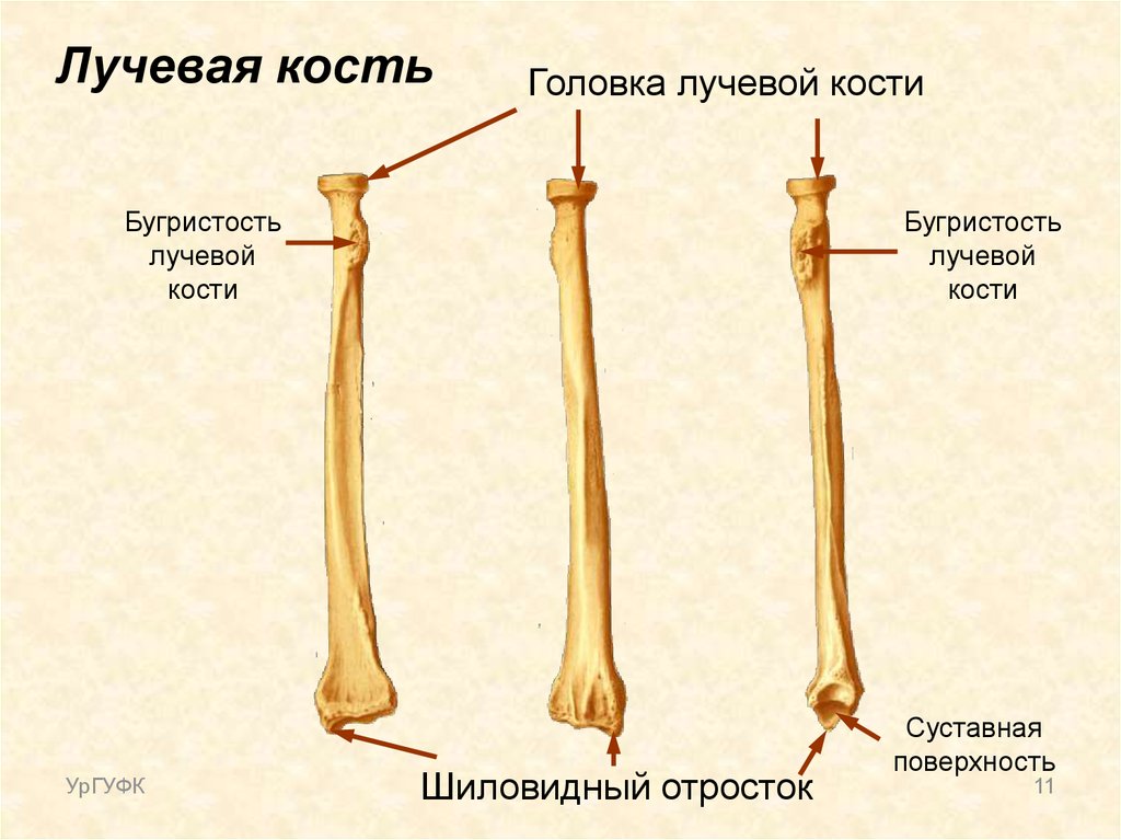 Трубчатые кости лучевая
