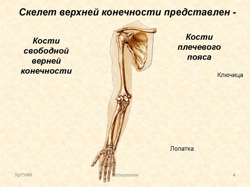 Скелет верхних конечностей скелет плечевого пояса. Плечевой пояс и скелет верхних конечностей. Пояс верхних конечностей. Кости верхней конечности.. Скелет верхней конечности плечевая кость. Скелет свободной верхней конечности анатомия.
