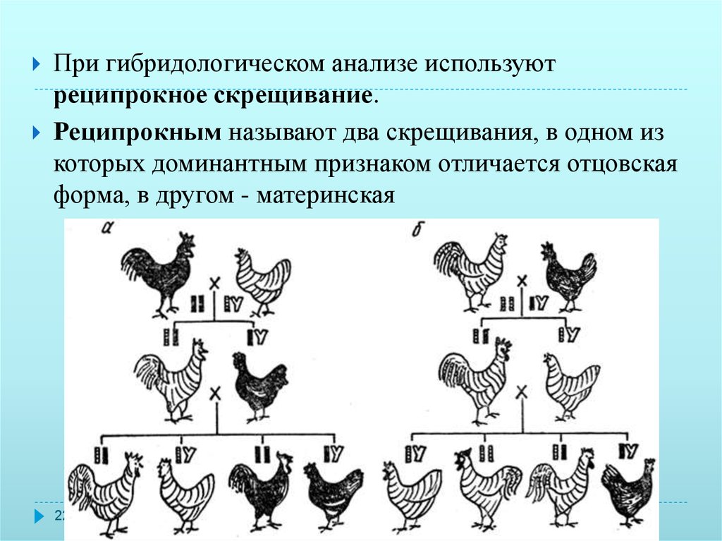 Реципрокное скрещивание схема