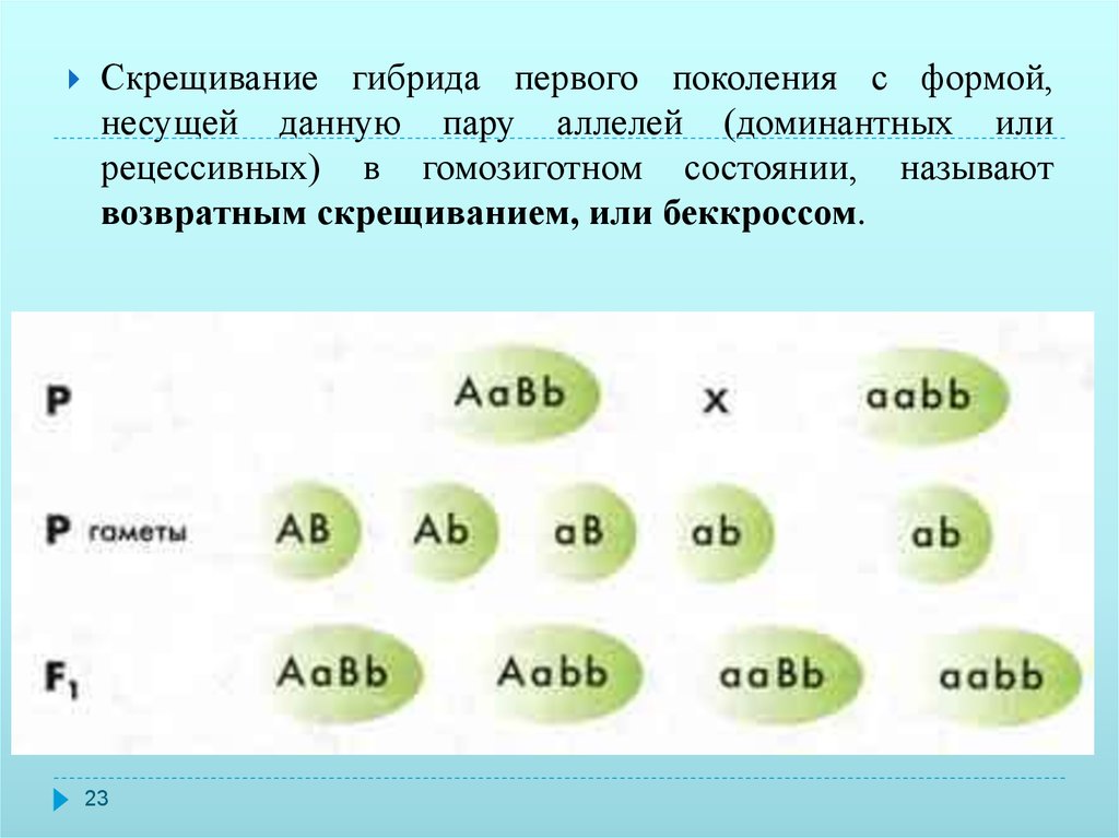 Гибриды возникающие при скрещивании