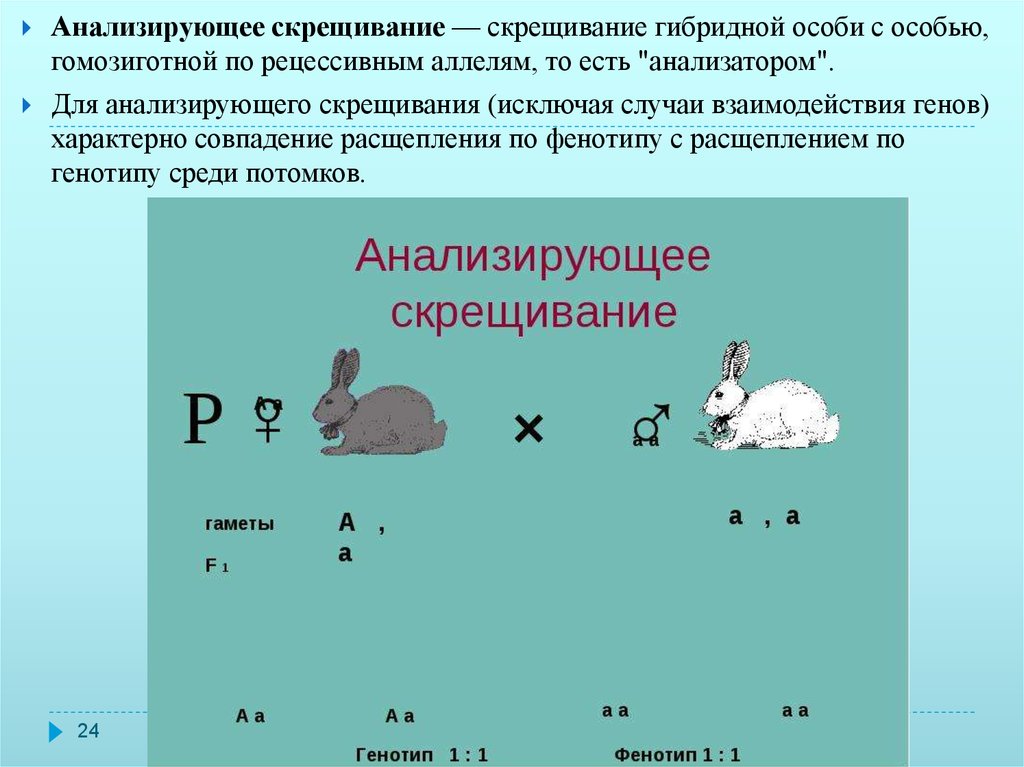 Гены анализирующее скрещивание. Анализирующее скрещивание по 2 признакам. Схема анализирующего скрещивания. Анализирующее скрещивание пример. Скрещивание гибридной особи с особью гомозиготной по рецессивным.