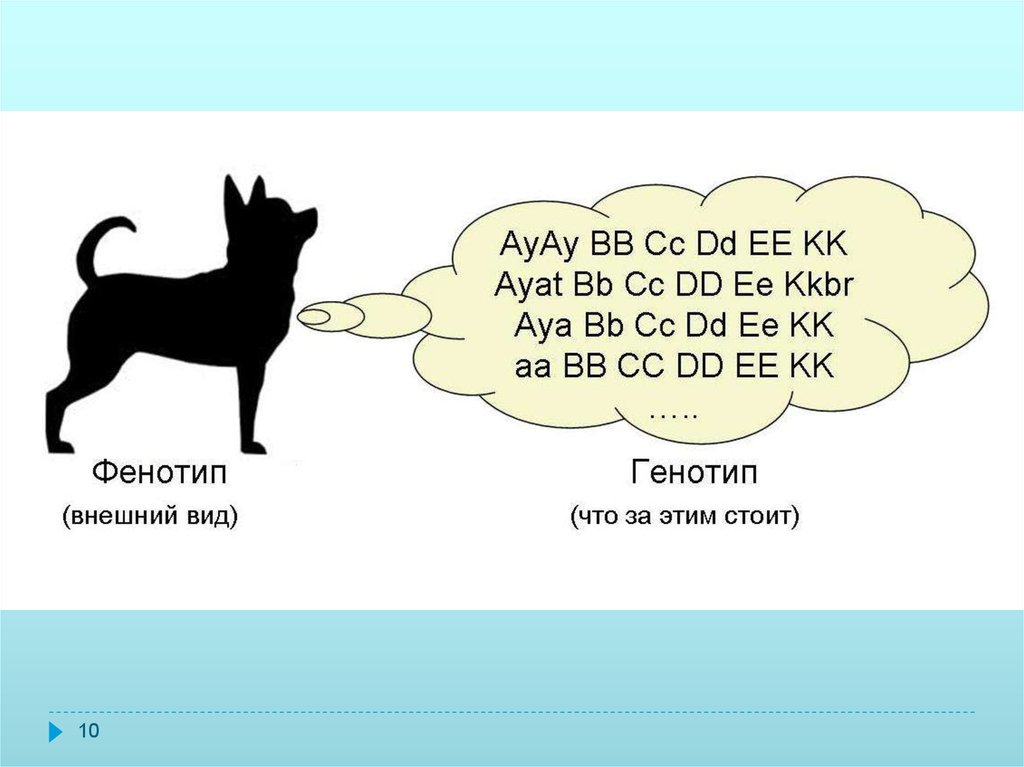 Каков фенотип. Генотип и фенотип. Генотип пример. Генотип и фенотип примеры. Чем отличается генотип от фенотипа.