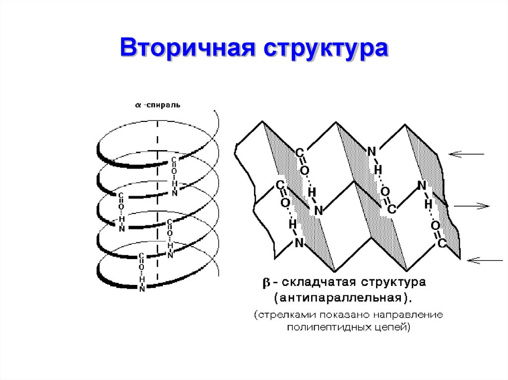 Вторичная структура