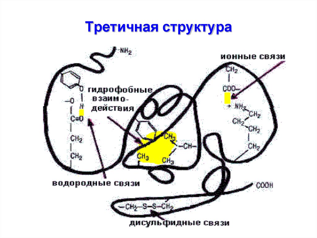 Третичная структура связи. Гидрофобное ядро третичной структуры белка. Третичная структура инсулина. Ионные связи в третичной структуре белка. В гидрофобном ядре третичной структуры будут находиться.