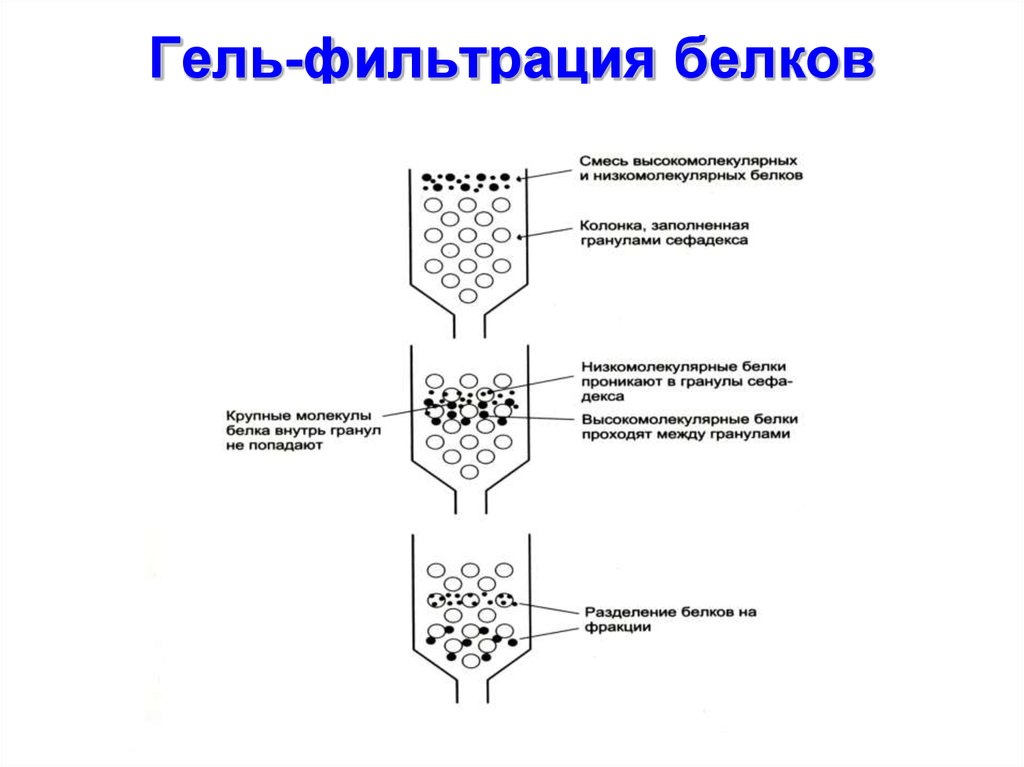 Принципы фильтрования. Гель фильтрация схема проведения. Разделение белков методом гель-фильтрации. Гель фильтрация белков принцип метода. Гель фильтрация принцип метода.