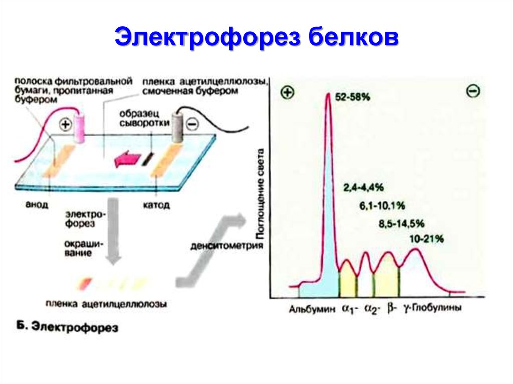 Разделение белков сыворотки крови. Схема электрофоретического разделения белков сыворотки. Электрофорез белков сыворотки крови принцип метода. Разделение белков методом электрофореза. Анализ белковых фракций крови метод электрофореза.