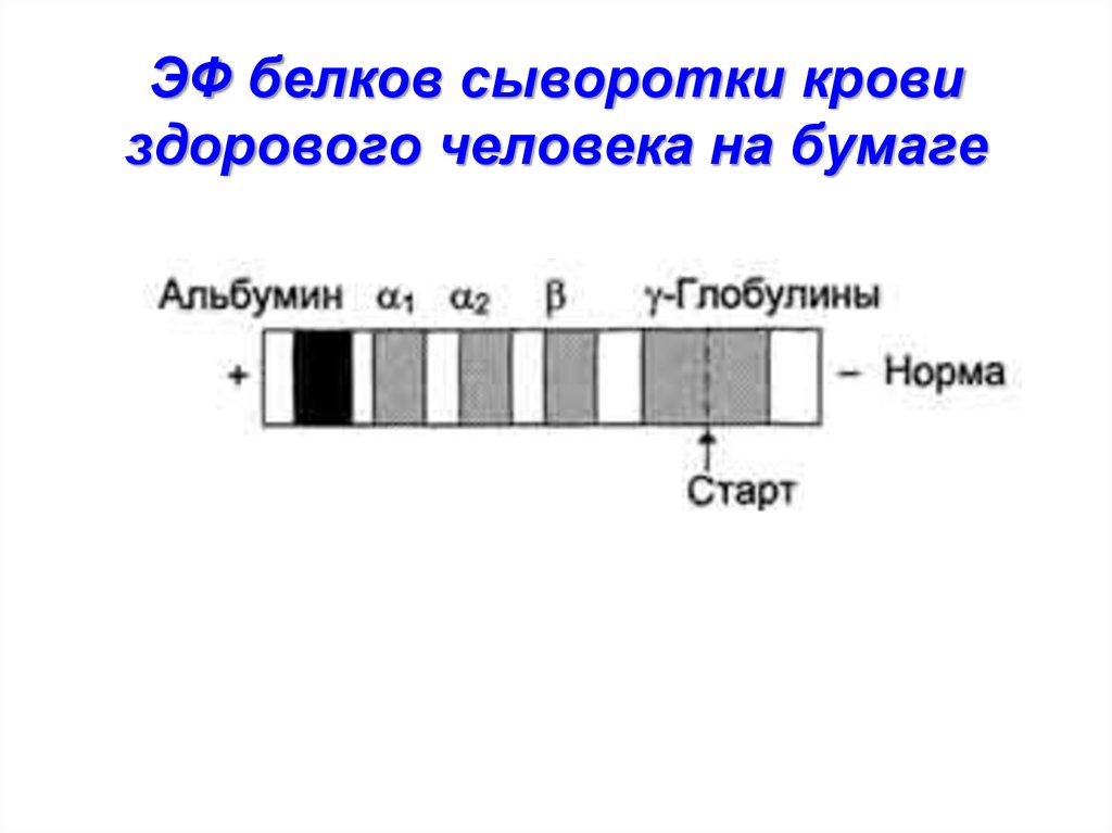 Основные белки сыворотки крови. Белковый профиль сыворотки крови. Протеинограммы белков сыворотки крови. Изменение белкового профиля крови. Изменения белкового профиля сыворотки крови.