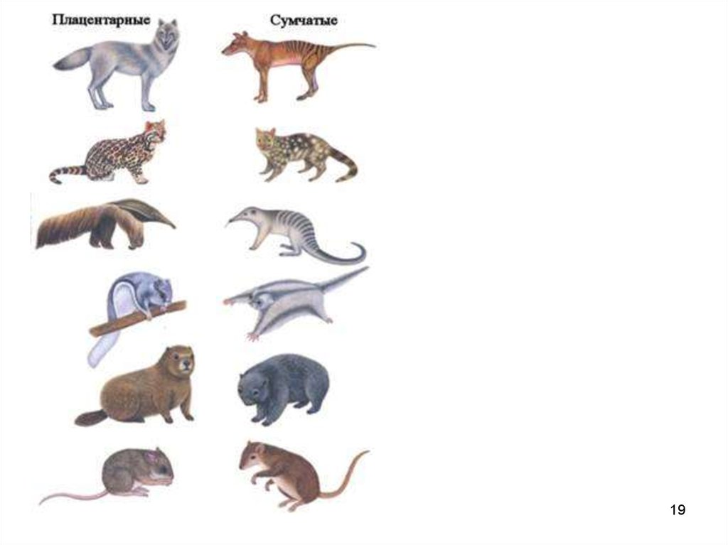 Параллелизм примеры. Параллелизм сумчатых и плацентарных. Параллелизм у млекопитающих. Параллелизм у млекопитающих сумчатых и плацентарных. Филогенетический ряд кошачьих.
