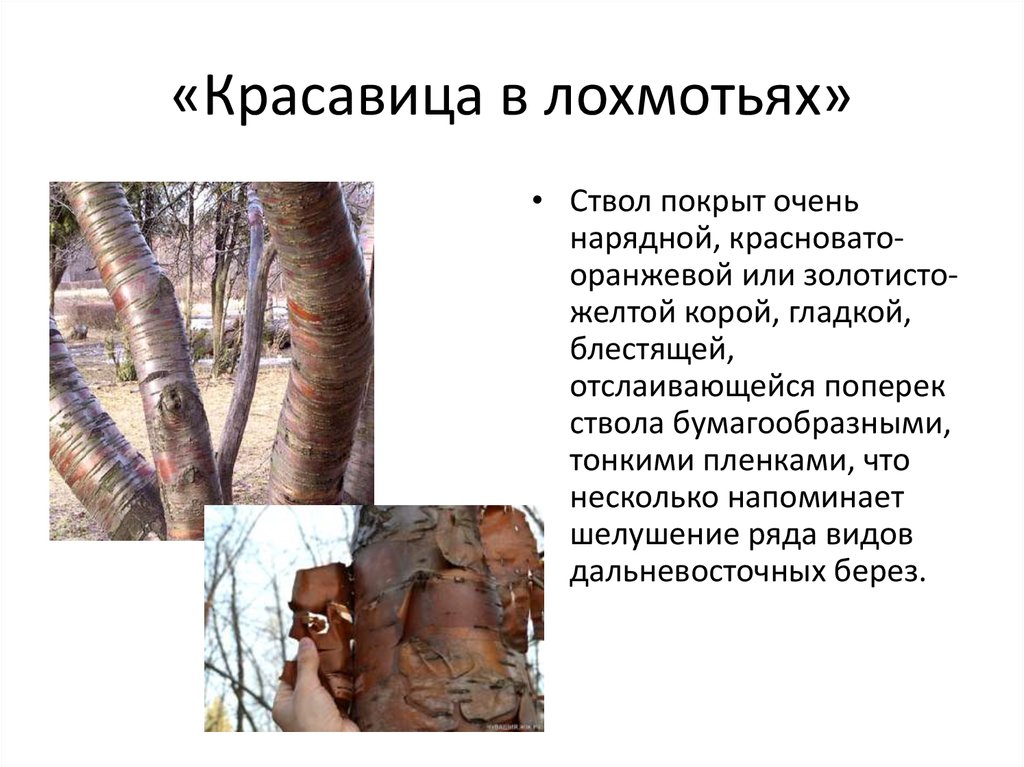 «Красавица в лохмотьях»