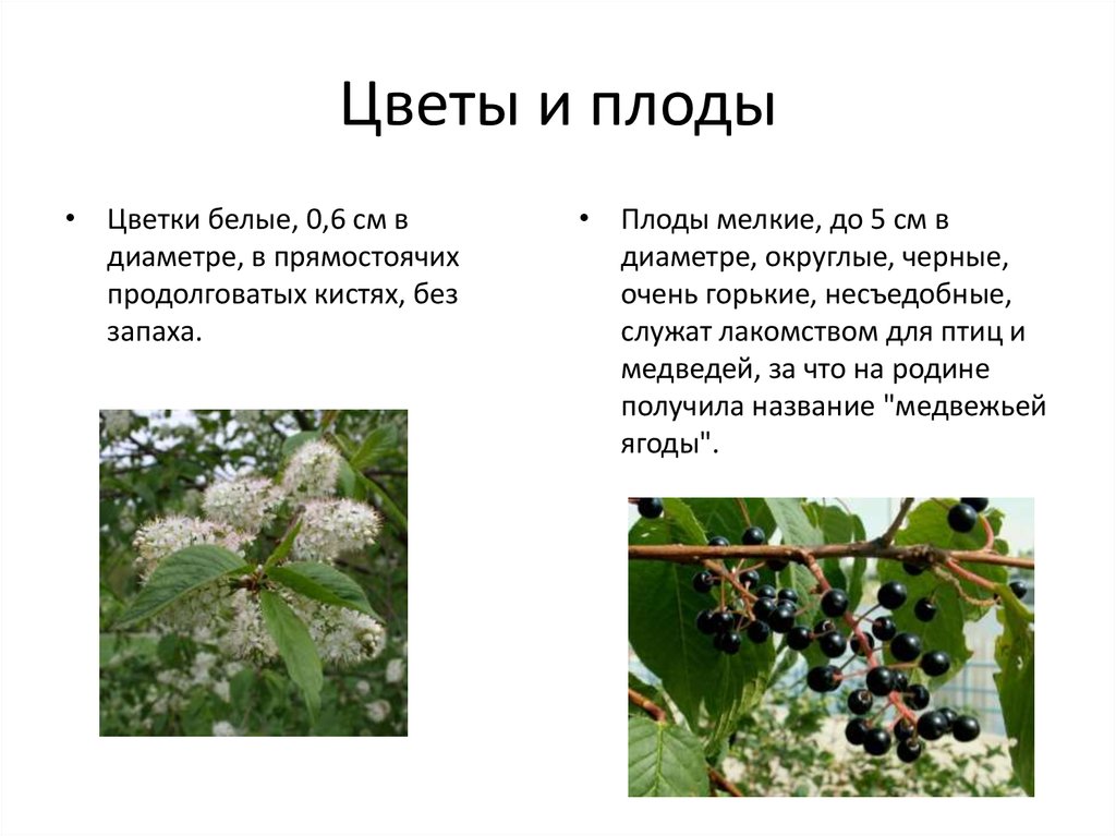 Цветы и плоды