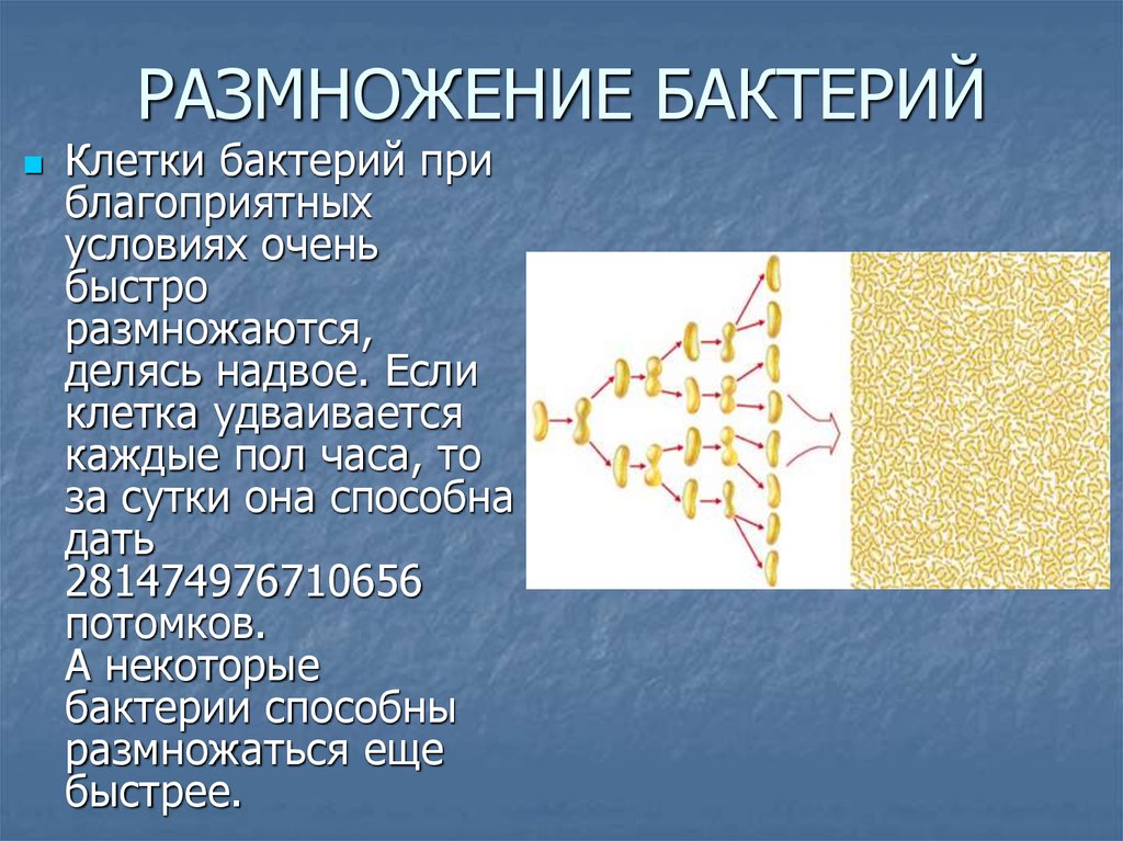 Размножение бактерий презентация