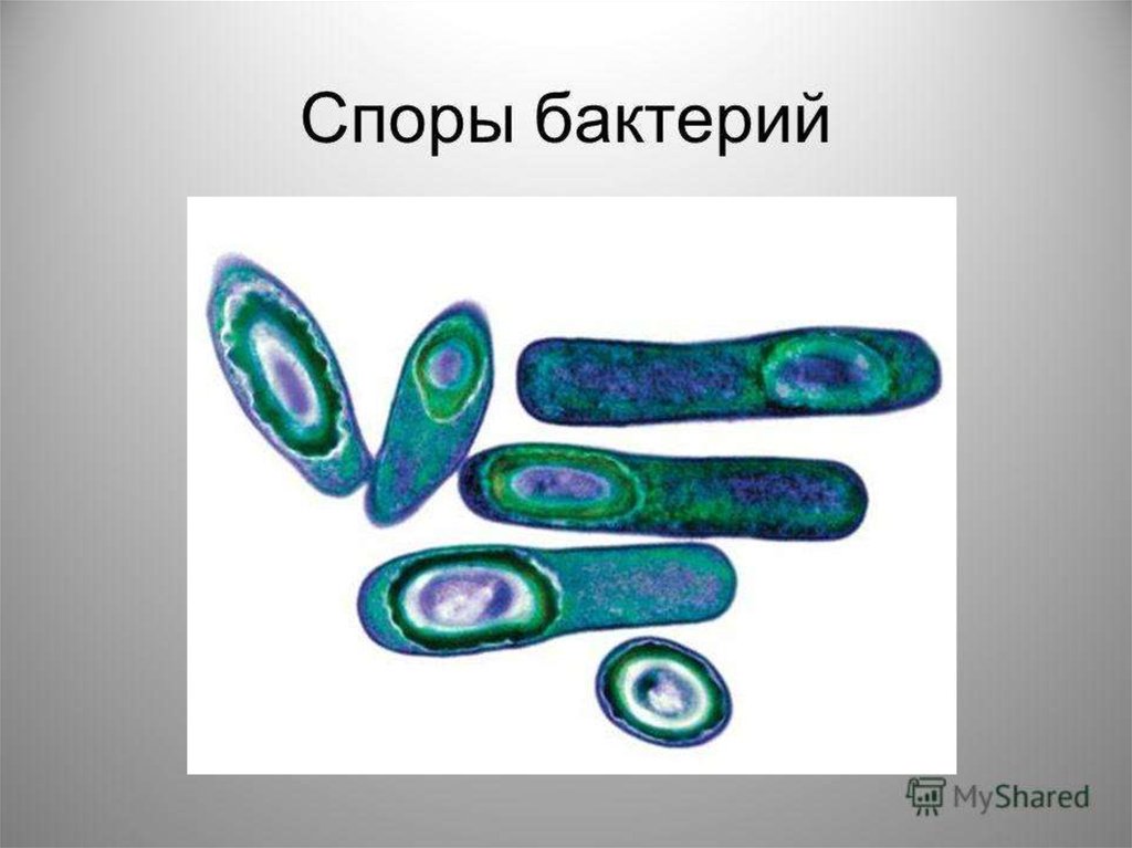 Споры образуют. Споры бактериальной клетки. Образование спор у бактерий 5 класс биология. Спора клетки бактерии. Споры бактерий 5 класс биология.