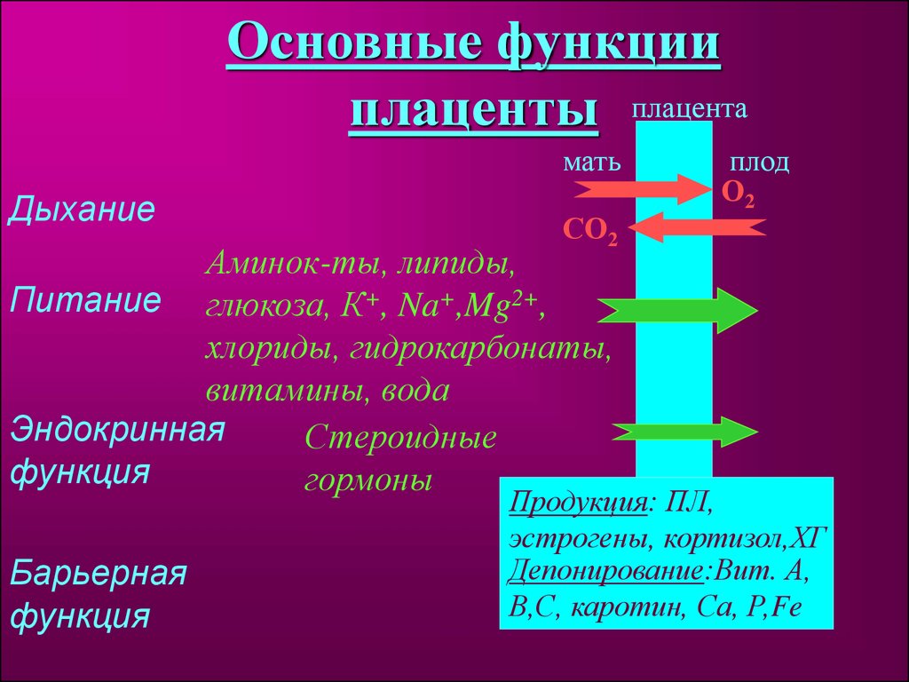 Презентация на тему физиология плода