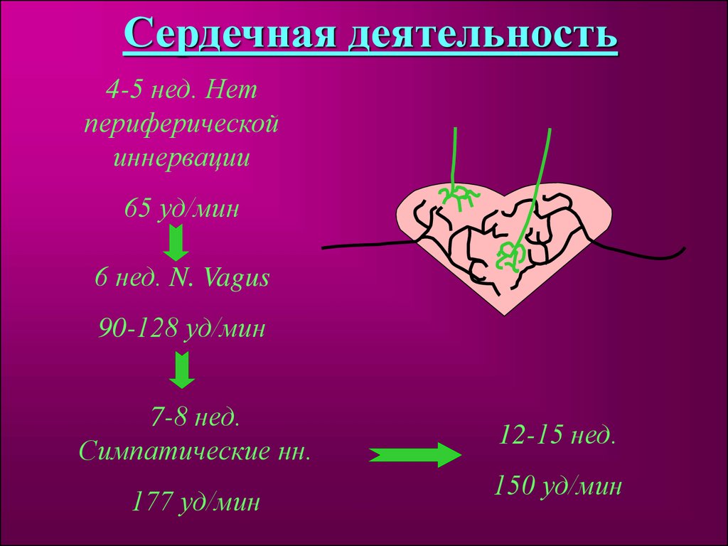 Презентация на тему физиология плода