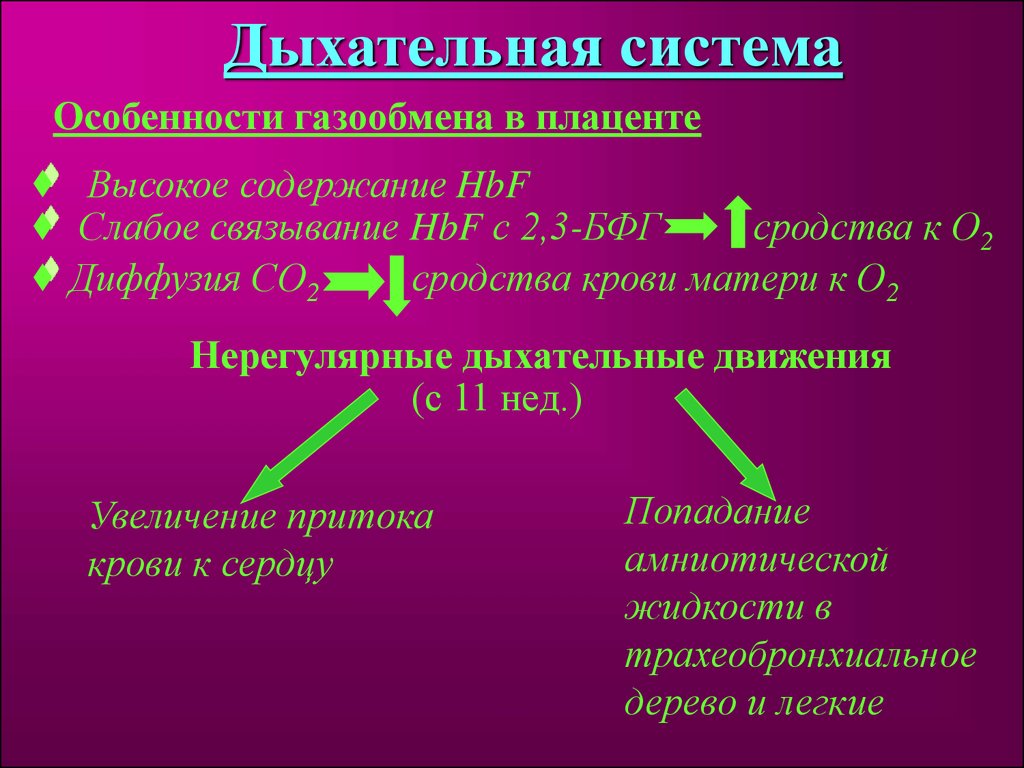 Презентация на тему физиология плода