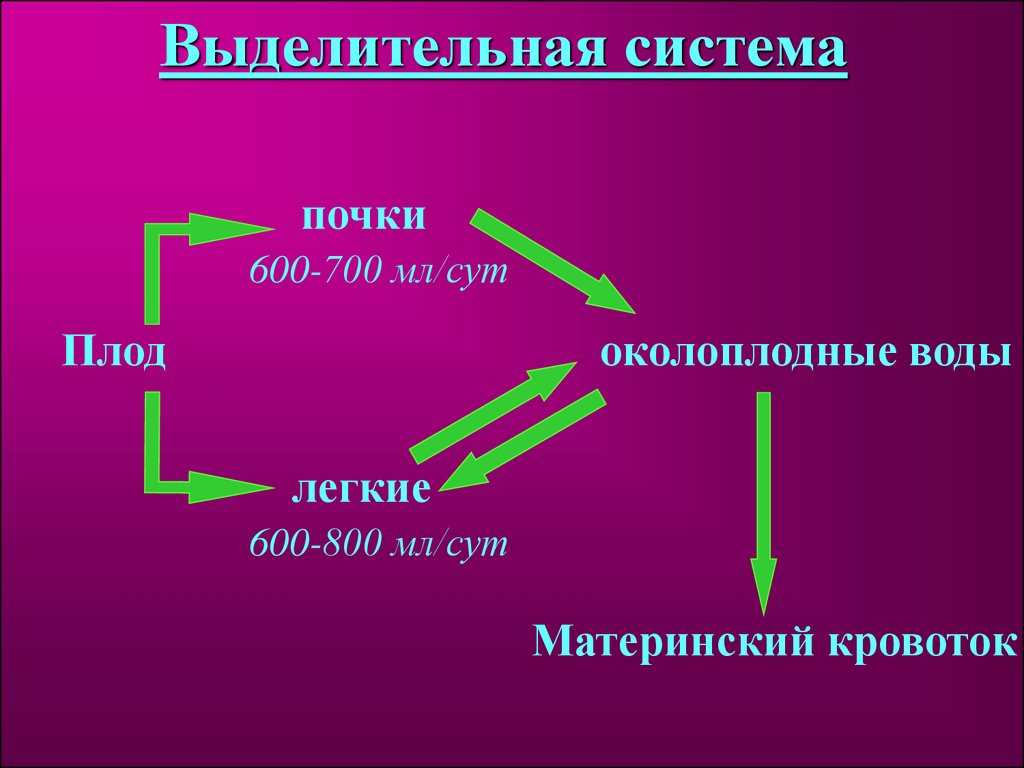 Презентация на тему физиология плода