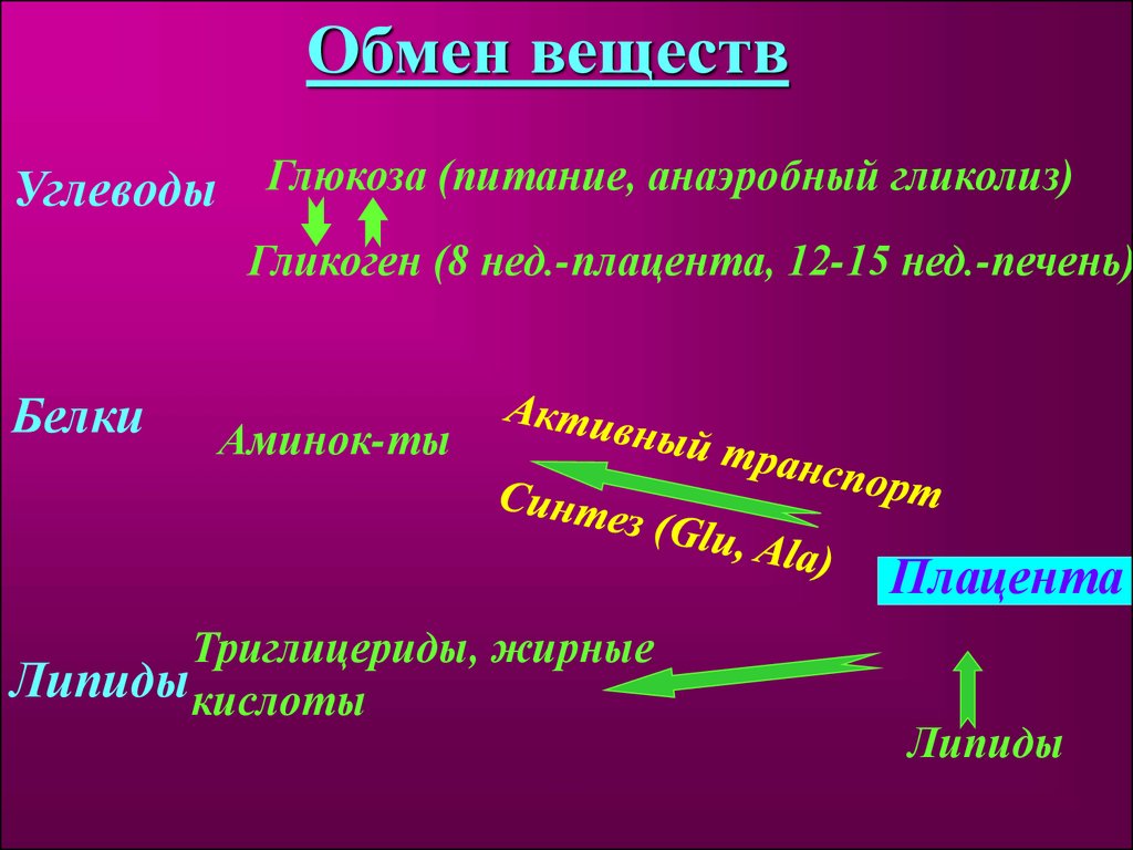 Презентация на тему физиология плода