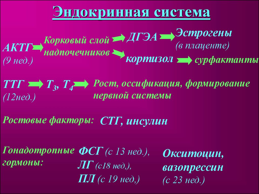 Презентация на тему физиология плода