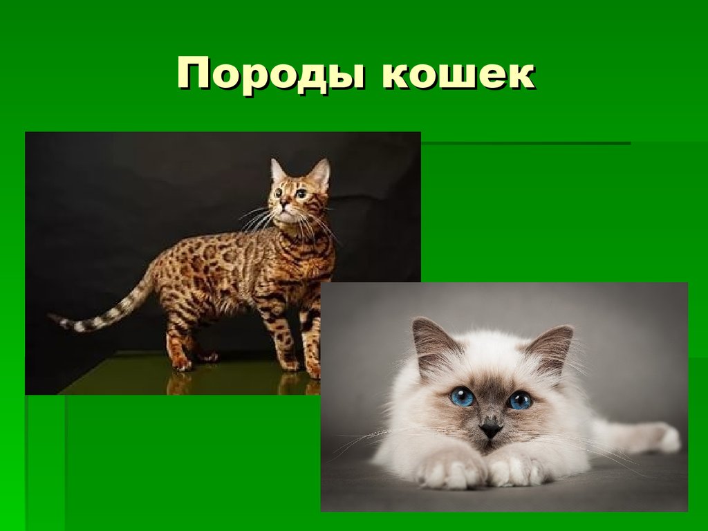 Породы кошек 1 класс