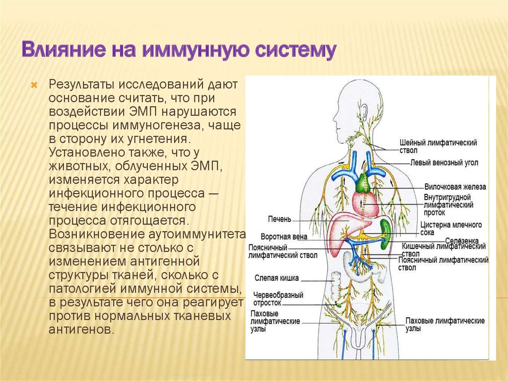 Влияние дали. Влияние на иммунную систему. Влияние ЭМП на иммунную систему. Влияние электромагнитного излучения на иммунную систему человека. Влияние физических упражнений на иммунную систему.