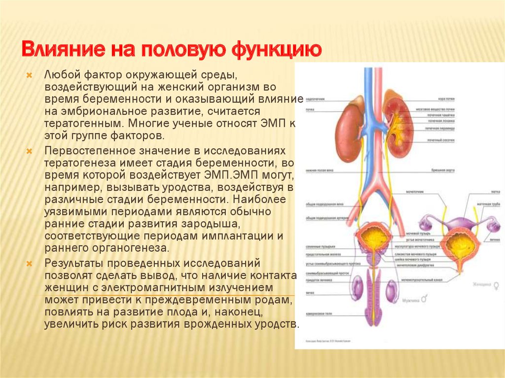 Функции полов. Влияние на половую функцию. Влияние факторов внешней среды на половые железы. Влияние ЭМП на половую систему. Отрицательное влияние факторов окружающей среды на половые железы.