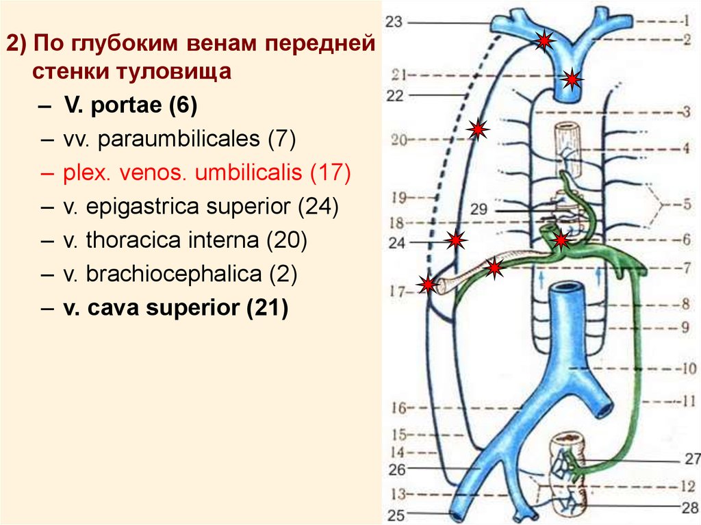 Грудные вены. Портосистемные коллатерали к нижней полой Вене. Схема вен грудной полости. Вены грудной полости схема. Внутренняя грудная Вена.