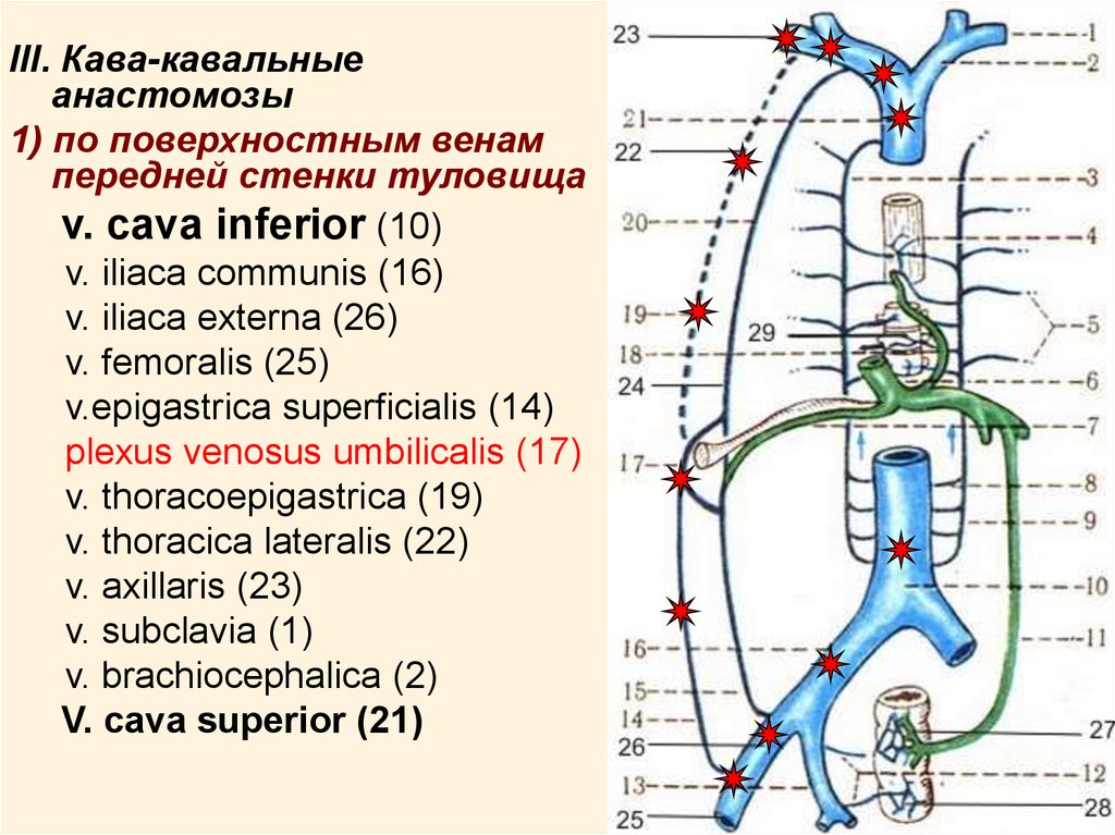 Кава кавальные и портокавальные анастомозы