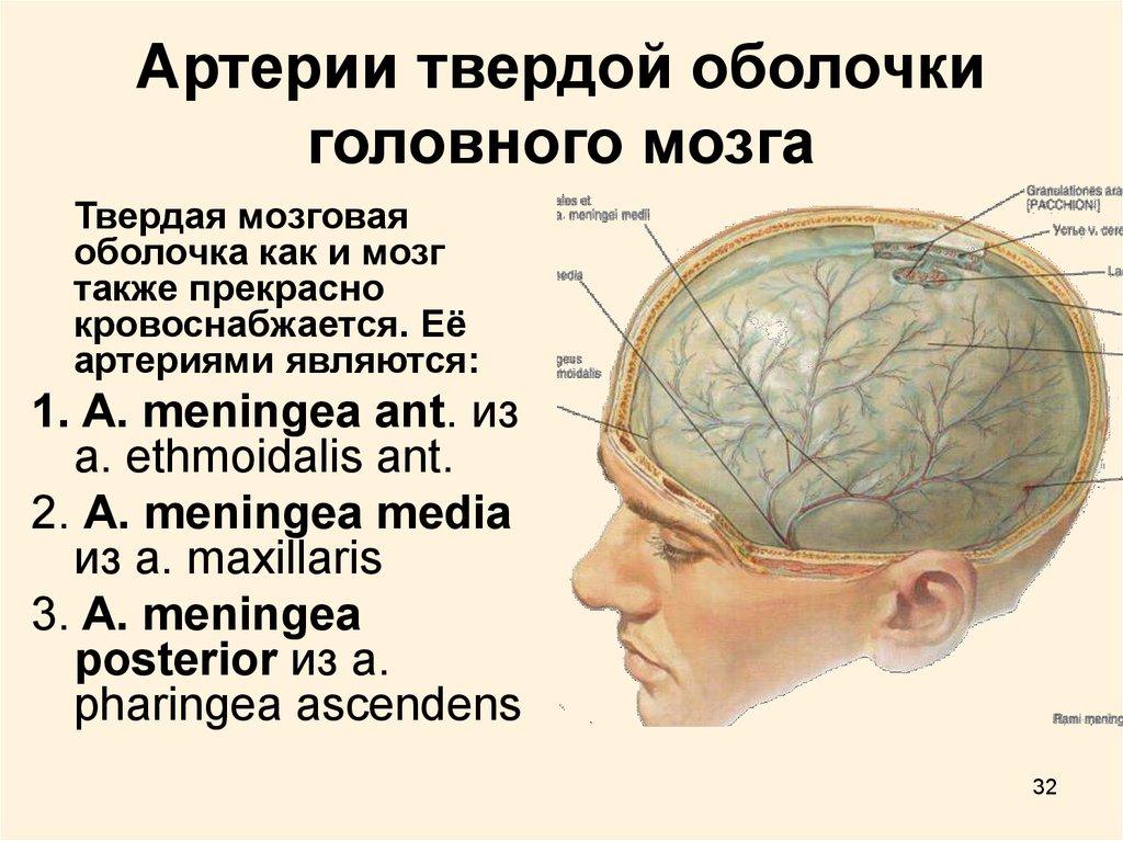 Артерии среднего мозга. Кровоснабжение твердой оболочки головного мозга. Кровоснабжение и иннервация оболочек головного мозга. Менингеальные оболочки головного мозга. Артерии твердой мозговой оболочки.