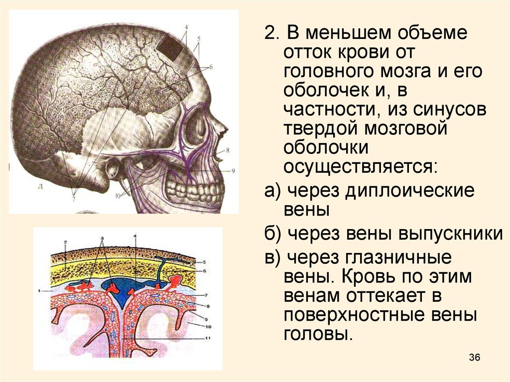 Лопаточный анастомоз схема