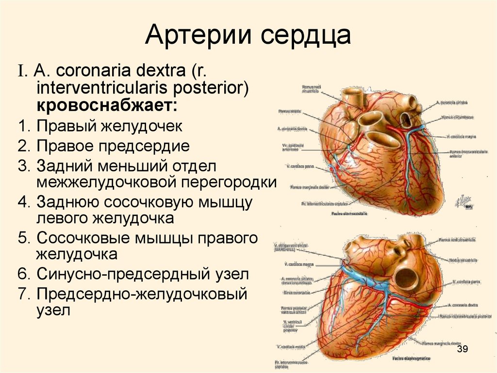 Сосуды и отделы сердца