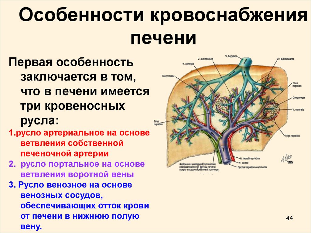 От мозга кровь оттекает. Кровоснабжение печени система приносящих сосудов. Кровеносные сосуды печени схема. Венозный кровоток печеночная Вена. Особенности печеночнгокровообращения.