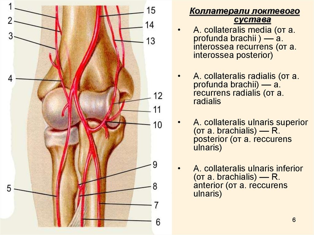 Кровоснабжение локтевого сустава схема